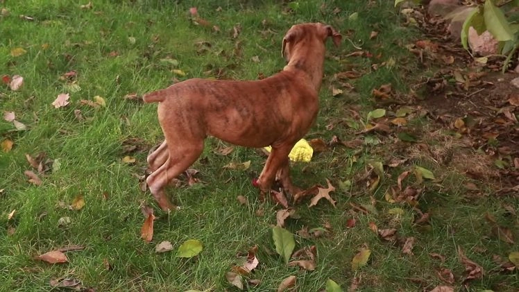 Boxer dogs for sale: Sam - Video 10