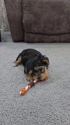 Yorkiepoo dogs for sale: Piper - Video 1