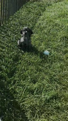 Cocker Spaniel dogs for sale: Freddy - Video 4