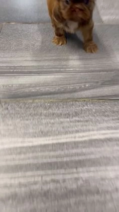 Shih Tzu dogs for sale: Sunni - Video 1