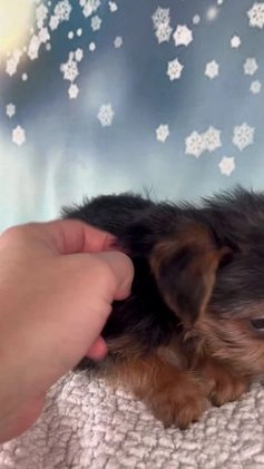 Yorkshire Terrier dogs for sale: Kira - Video 1