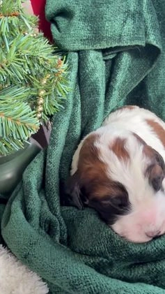 Saint Berdoodles dogs for sale: Banjo - Video 3