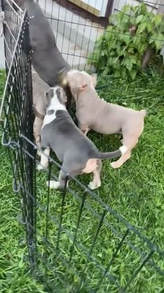 American Bully dogs for sale: American Bully Male - Video 1