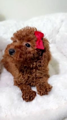 Toy Poodle dogs for sale: Fire  - Video 1
