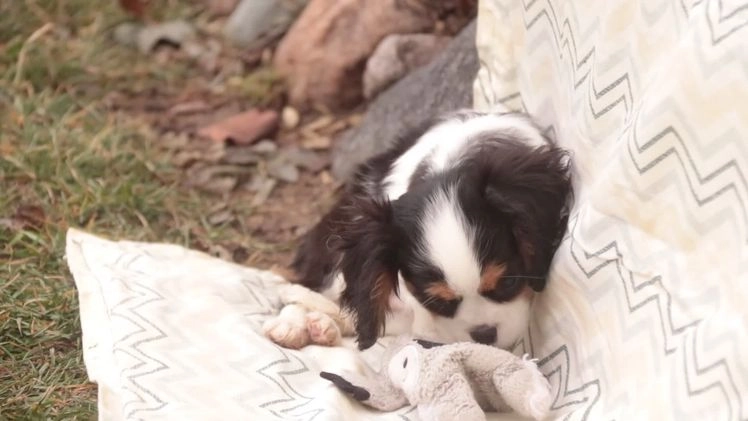 Cavalier King Charles Spaniel dogs for sale: Chester - Video 1