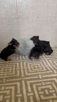 Yorkshire Terrier dogs for sale: Lance - Video 1