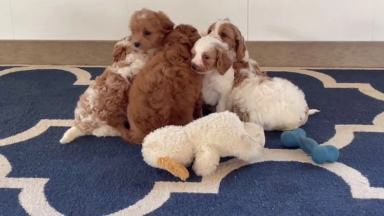Cavapoo dogs for sale: Ms. Lacey - Video 1
