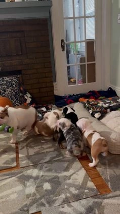 English Bulldog dogs for sale: English Bulldog Puppy 5 - Video 1