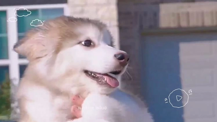 Alaskan Malamute dogs for sale: Fu Zhaozhao - Video 1