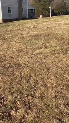 Mixed Breed dogs for sale: Diesel  - Video 2