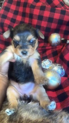 Yorkshire Terrier dogs for sale: Sapphire - Video 1