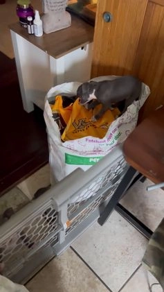 American Bully dogs for sale: American Bully Puppy 3 ( Ash) - Video 3