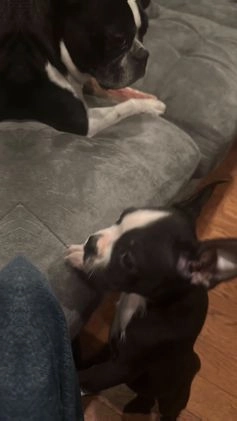 Boston Terrier dogs for sale: TY - Video 2