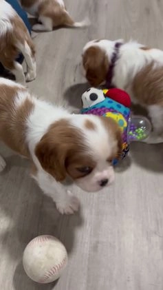 Cavalier King Charles Spaniel dogs for sale: Aspen - Video 3