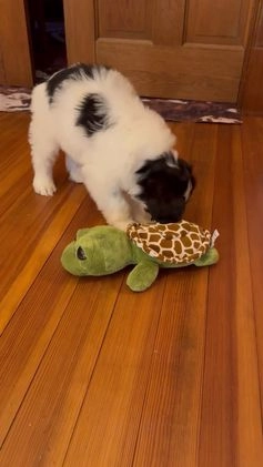 Mini Bernedoodle dogs for sale: Monty - Video 1