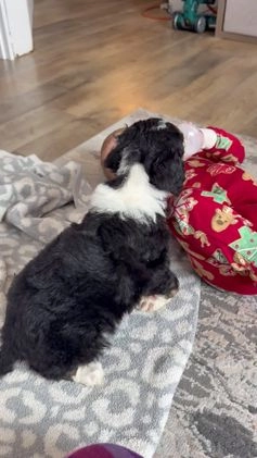 Aussiedoodle dogs for sale: Lane - Video 2