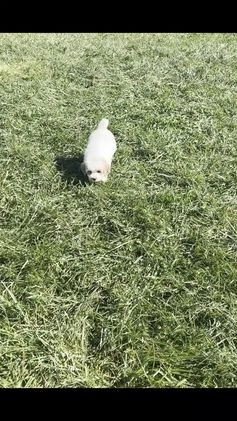 Mini Goldendoodle dogs for sale: Peaches F1BB  - Video 1