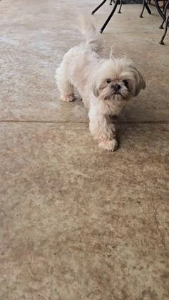 Shih Tzu dogs for stud: Rocky - Video 2