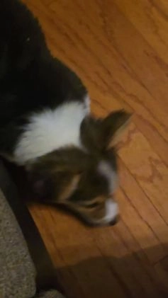 Welsh Corgi Pembroke dogs for sale: Welsh Corgi Pembroke Puppy 1 - Video 1