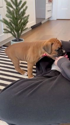 Boxer dogs for sale: Ginger - Video 1