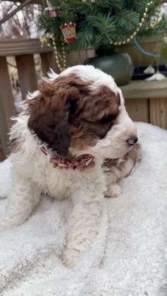 Saint Berdoodles dogs for sale: Bella - Video 1