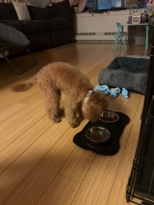 Toy Poodle dogs for sale: Toy Poodle Puppy 1 - Video 1