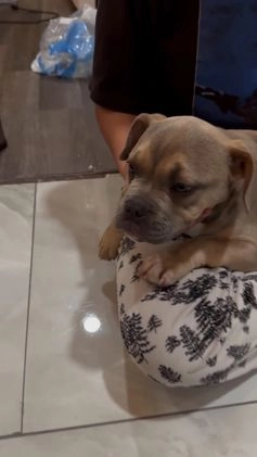 Mixed Breed dogs for sale: Bridget - Video 1