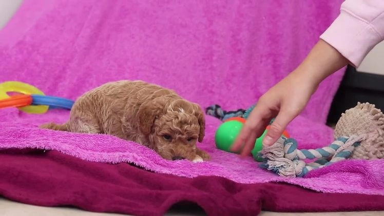 Goldendoodle dogs for sale: Florenzo - Video 1