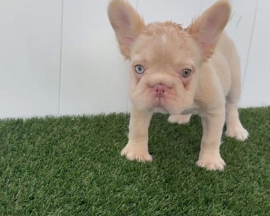 French Bulldog dogs for sale: Ella - Video 1