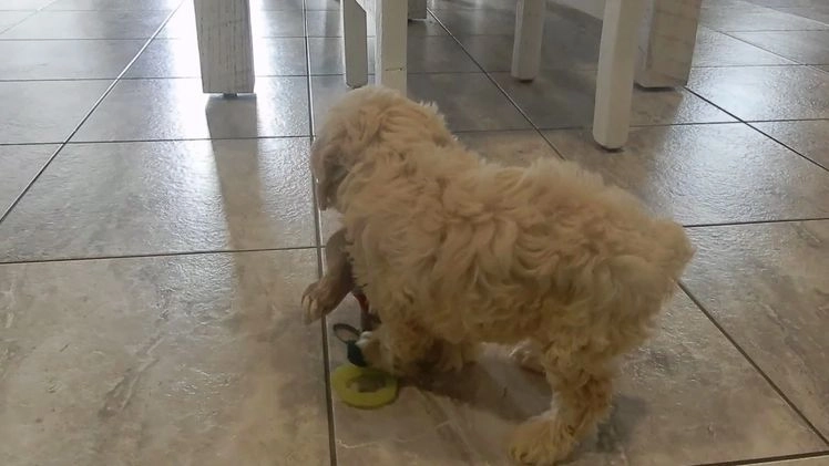Cockapoo dogs for sale: Alice - Video 1