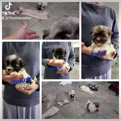 Havanese dogs for sale: TATUM - Video 4