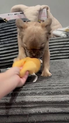 French Bulldog dogs for sale: Fluffy  - Video 1