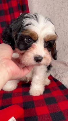 Cavapoo dogs for sale: Noah - Video 1