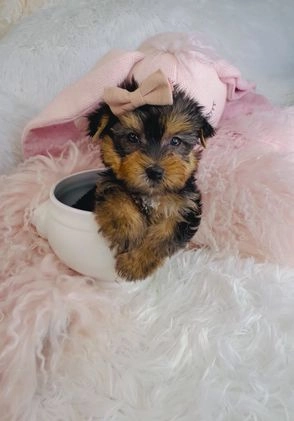 Yorkshire Terrier dogs for sale: Yorkshire Terrier Puppy 1 - Video 1