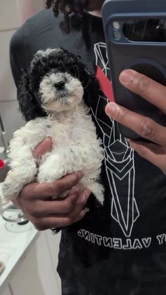 Cockapoo dogs for sale: Sonny (F2b) - Video 2