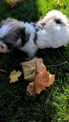 Havanese dogs for sale: Macy - Video 7