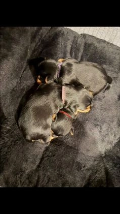 Silky Terrier dogs for sale: Silky Terrier Puppy 1 - Video 1