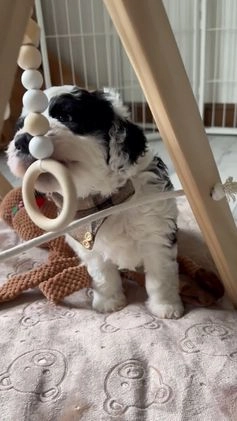 Bernedoodle dogs for sale: Bernedoodle Puppy 1 - Video 2
