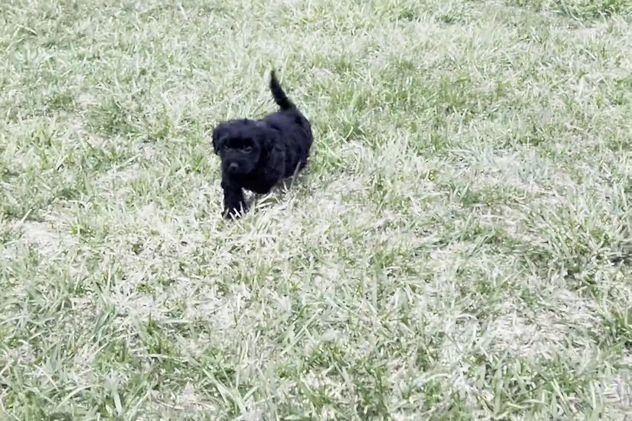 Yorkiepoo dogs for sale: Mickey Mouse - Video 1