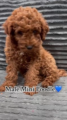 Miniature Poodle dogs for sale: Cash - Video 1