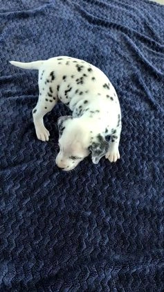 Dalmatian dogs for sale: Maggie - Video 1