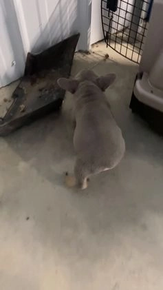 French Bulldog dogs for sale: Jasper - Video 1