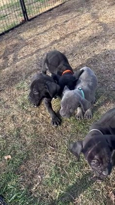 Cane Corso dogs for sale: Astro - Video 1