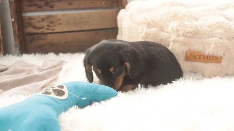 Miniature Dachshund dogs for sale: Cocoa - Video 1