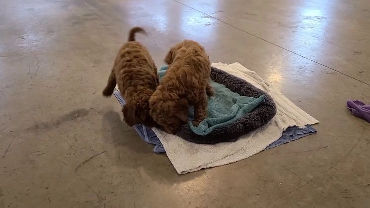 Cockapoo dogs for sale: Rosie - Video 1