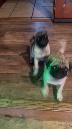 Pug dogs for sale: Oreo - Video 2