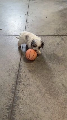 Cavapoo dogs for sale: Julie - Video 1