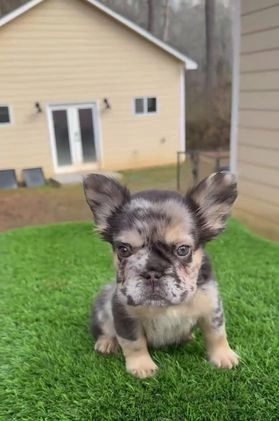 French Bulldog dogs for sale: French Bulldog Puppy 1 - Video 1