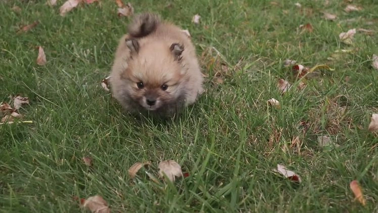 Pomeranian dogs for sale: Ben - Video 1