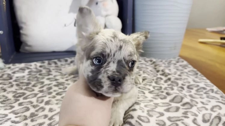 French Bulldog dogs for sale: Caitlyn - Video 1
